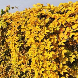 Yellow Wall Virginia Creeper with its gorgeous green leaves that turn a gorgeous fall yellow in the Autumn is the perfect match if you are looking for