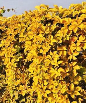 Yellow Wall Virginia Creeper with its gorgeous green leaves that turn a gorgeous fall yellow in the Autumn is the perfect match if you are looking for
