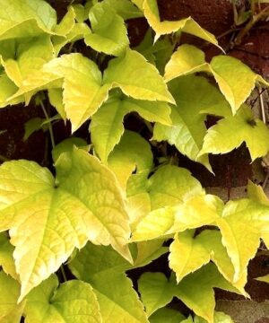 Parthenocissus tricuspidata 'Fenway Park' is a yellow-leaved Boston Ivy that turns a crimson red in the Fall. Very easy to grow in a variety of soil.