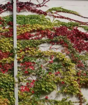 Parthenocissus tricuspidata 'Robusta' has the biggest leaves of all Boston Ivy plants. It turns scarlet red and scarlet purple in the fall