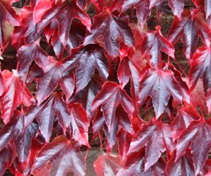 bright red ivy leaves