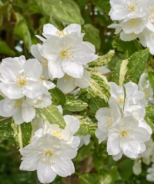 Philadelphus 'Innocence'