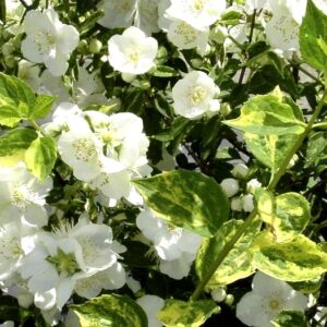 This variegated-leaved mock orange has four-petaled flowers