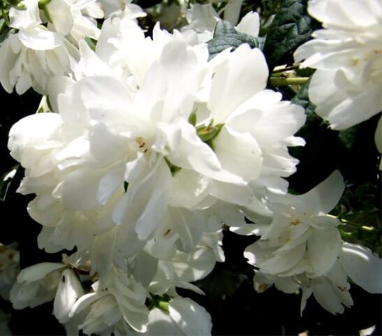 philadelphus-snowbelle-double-white-flower philadelphus-snowbelle-double-white-flower
