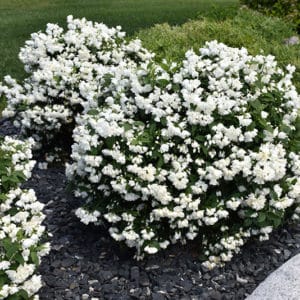 Philadelphus Snowbelle is a dwarf and compact mockorange variety. Still with beautiful and fragrant white double flowers