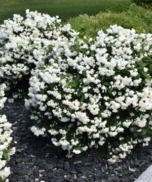 Philadelphus Snowbelle is a dwarf and compact mockorange variety. Still with beautiful and fragrant white double flowers