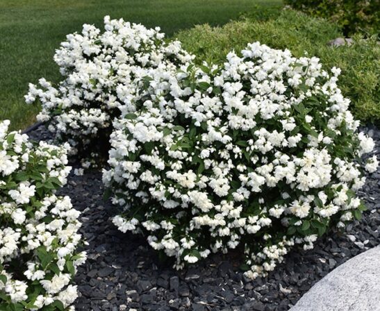 Philadelphus Snowbelle is a dwarf and compact mockorange variety. Still with beautiful and fragrant white double flowers