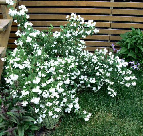 philadelphus-snowbelle-mock-orange-in-bloom philadelphus-snowbelle-mock-orange-in-bloom
