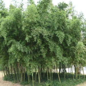 phyllostachys parvifolia 300x300 - Order Plants Now
