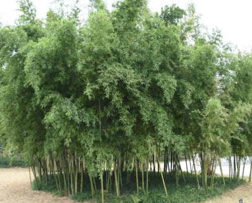 Phyllostachys parvifolia is taller than Phylostachys bissetii and yet it is just as hardy. This species' size is very impressive with large diameter