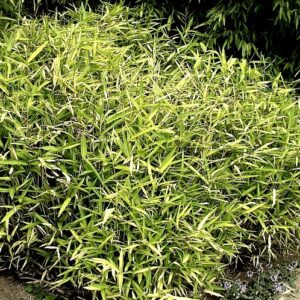 and variegated leaves. Striped with contrasting bright green