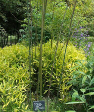 Green stripe bamboo plant (Pleioblastus viridistriatus) is known for its large