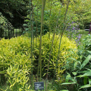Green stripe bamboo plant (Pleioblastus viridistriatus) is known for its large