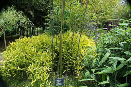 Green stripe bamboo plant (Pleioblastus viridistriatus) is known for its large