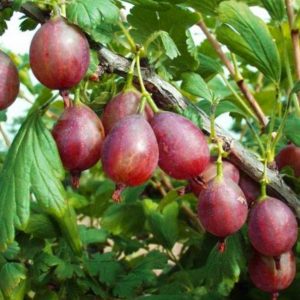 Captivator Thornless Gooseberry has very few thorns. It has delicious and abundant dark red fruit. This plant is disease resistant and produces
