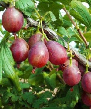 Captivator Thornless Gooseberry has very few thorns. It has delicious and abundant dark red fruit. This plant is disease resistant and produces