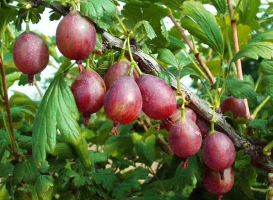 Captivator Thornless Gooseberry has very few thorns. It has delicious and abundant dark red fruit. This plant is disease resistant and produces