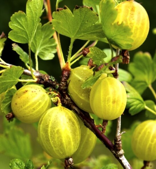 ribes-uva-crispa-Invicta-commercial-gooseberry ribes-uva-crispa-Invicta-commercial-gooseberry