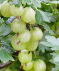 This green gooseberry bush is one the most highly yielding varieties. It can even be grown commericially to produces abundant delicious and sweet green fruits.