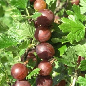 ribes uva crispa captivator red gooseberry 300x300 - Ribes 'Captivator'