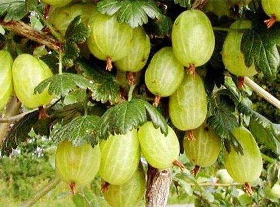 ribes-uva-crispa-invicta-green-gooseberry ribes-uva-crispa-invicta-green-gooseberry