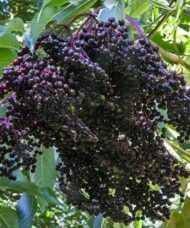 The Kent Elderberry (Sambucus canadensis 'Kent') is large variety of Elderberry that can produces multiple clusters of small but very sweet Elderberries. This variety is known for its very early season production of berries. Elderberry also has beautiful umbled white and yellow flowers. Elderberry is famous as a medicinal berry filled with vitamin C. It can be eaten raw or cooked into desserts or even made into tinctures. Elderberry has been used as a folk remedy for the common cold.
