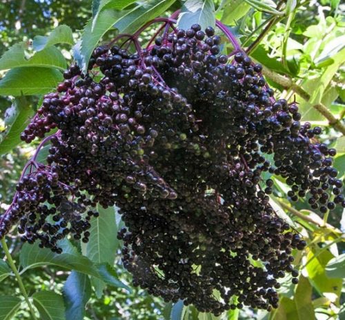 The Kent Elderberry (Sambucus canadensis 'Kent') is large variety of Elderberry that can produces multiple clusters of small but very sweet Elderberries. This variety is known for its very early season production of berries. Elderberry also has beautiful umbled white and yellow flowers. Elderberry is famous as a medicinal berry filled with vitamin C. It can be eaten raw or cooked into desserts or even made into tinctures. Elderberry has been used as a folk remedy for the common cold.
