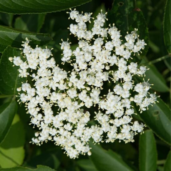 sambucus-canadensis-kent-elderberry-flower sambucus-canadensis-kent-elderberry-flower