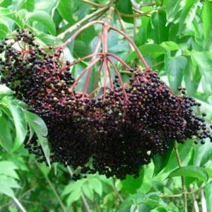 sambucus canadensis kent elderberry fruit 300x300 - Sambucus canadensis 'Kent'