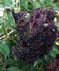 Scotia Black Elderberry is a variety of Elderberry with small but sweet Elderberries. Known for having the smallest but sweetest Elderberries.