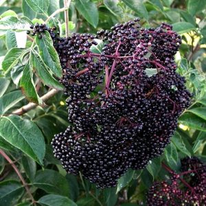 Scotia Black Elderberry is a variety of Elderberry with small but sweet Elderberries. Known for having the smallest but sweetest Elderberries.