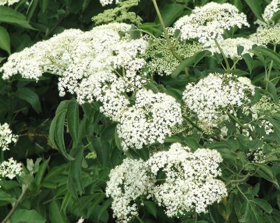 sambucus-canadensis-scotia-elderberry-flower sambucus-canadensis-scotia-elderberry-flower