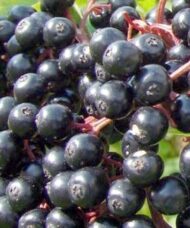 York Elderberry Bush is the largest variety of Elderberry. It can produces multiple clusters of large Elderberries. Known for its huge production