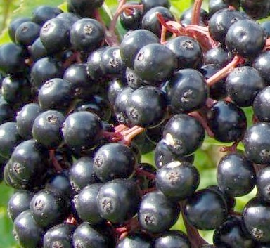 York Elderberry Bush is the largest variety of Elderberry. It can produces multiple clusters of large Elderberries. Known for its huge production