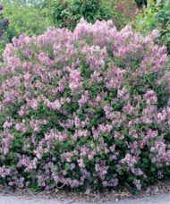 Palibin Meyer Lilac belongs to the Dwarf Korean Lilac. This selection will rewards you with its small but numerous clusters of purple flowers.