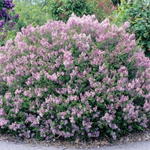 Palibin Meyer Lilac belongs to the Dwarf Korean Lilac. This selection will rewards you with its small but numerous clusters of purple flowers.