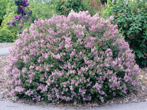 Palibin Meyer Lilac belongs to the Dwarf Korean Lilac. This selection will rewards you with its small but numerous clusters of purple flowers.