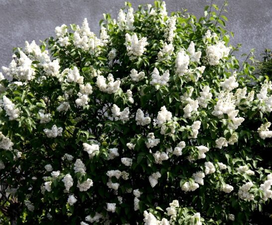 syringa-vulgaris-mme-lemoine-double-flower-lilac syringa-vulgaris-mme-lemoine-double-flower-lilac