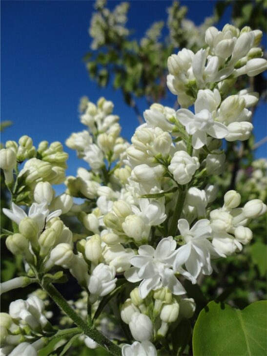 syringa-vulgaris-mme-lemoine-double-white-flower-lilac syringa-vulgaris-mme-lemoine-double-white-flower-lilac