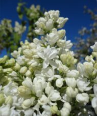 Mme Lemoine French Lilac (Syringa vulgaris 'Mme Lemoine') is a stunning addition to any garden. With their large clusters of abundant double flowers