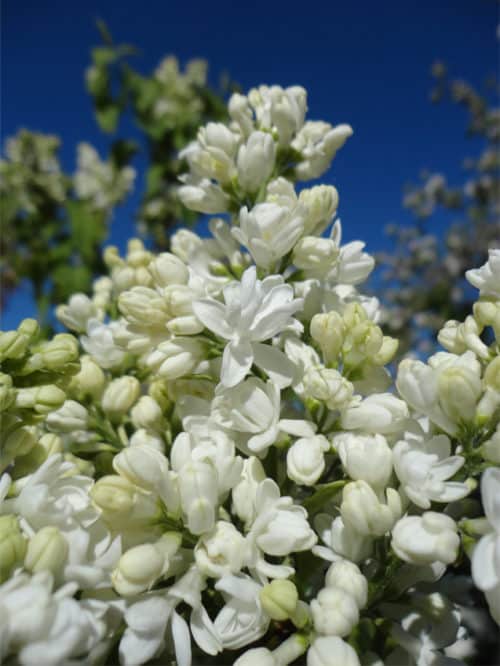 Mme Lemoine French Lilac (Syringa vulgaris 'Mme Lemoine') is a stunning addition to any garden. With their large clusters of abundant double flowers