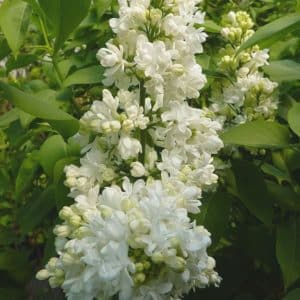 syringa vulgaris mme lemoine white french lilac 300x300 - Syringa vulgaris 'Mme Lemoine'