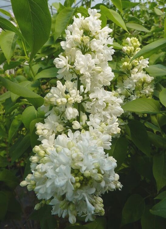 syringa-vulgaris-mme-lemoine-white-french-lilac syringa-vulgaris-mme-lemoine-white-french-lilac