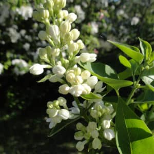syringa vulgaris mme lemoine white lilac 300x300 - Syringa vulgaris 'Mme Lemoine'