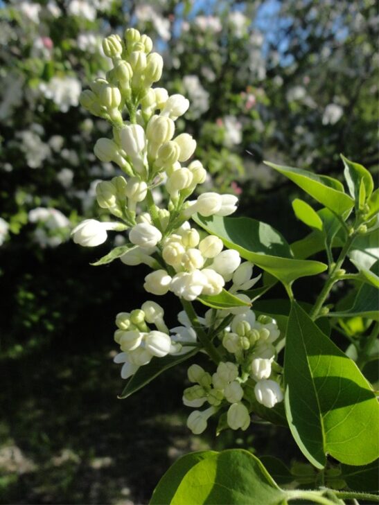 syringa-vulgaris-mme-lemoine-white-lilac syringa-vulgaris-mme-lemoine-white-lilac