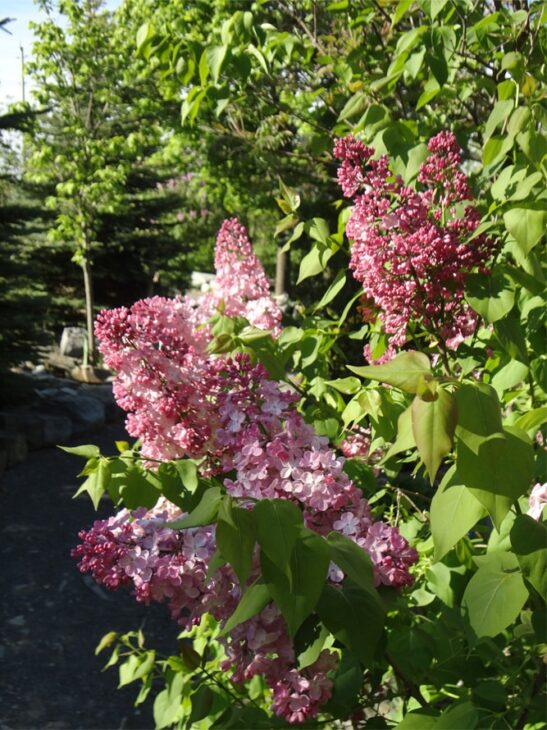 syringa-x-hyacinthiflora-maiden-s-blush syringa-x-hyacinthiflora-maiden-s-blush