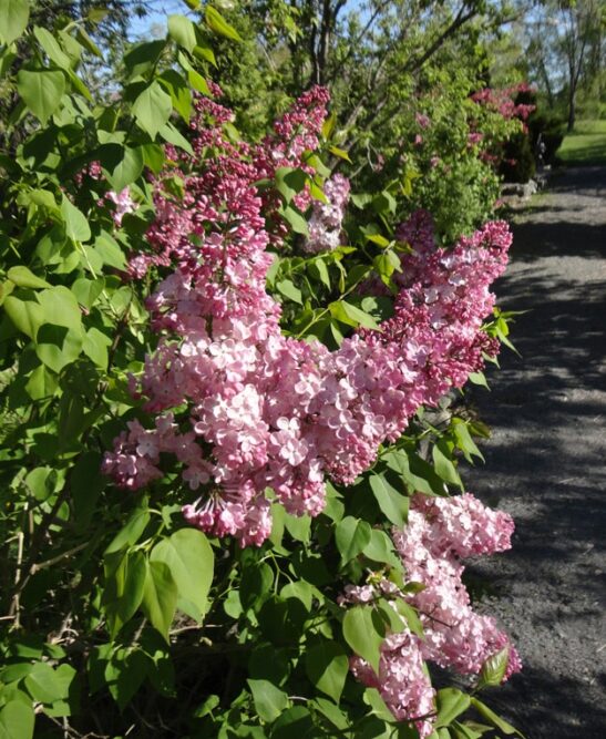 syringa-x-maiden-blush-early-flowering-lilac syringa-x-maiden-blush-early-flowering-lilac