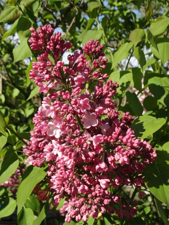 syringa-x-maiden-blush-huge-lilac-flower syringa-x-maiden-blush-huge-lilac-flower