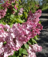 This early flowering lilac has one of the largest clusters of flowers. With its abundant pink red flowers and it's exceptional hardiness