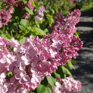 This early flowering lilac has one of the largest clusters of flowers. With its abundant pink red flowers and it's exceptional hardiness
